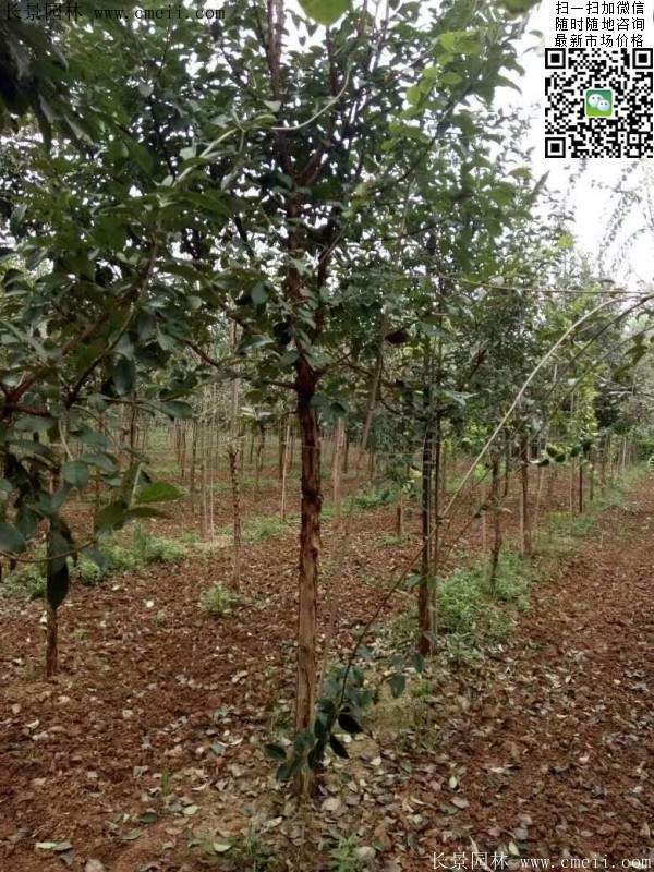 流蘇樹(shù)照片