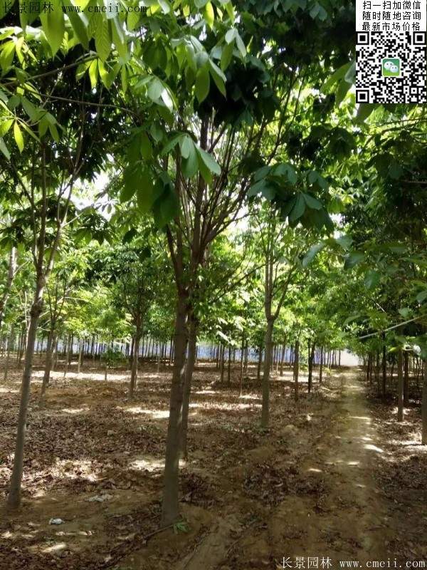 流蘇樹(shù)照片