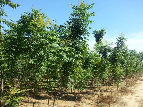 欒樹養(yǎng)護 欒樹養(yǎng)護