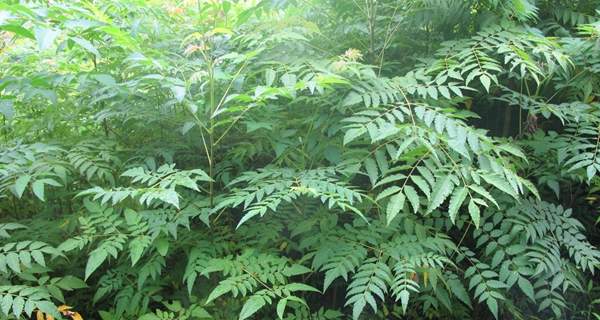 欒樹基地現(xiàn)場 欒樹基地現(xiàn)場