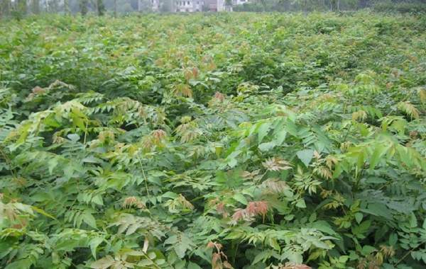 沭陽欒樹 沭陽欒樹