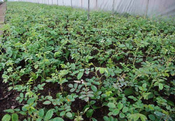 玫瑰花苗 玫瑰花苗