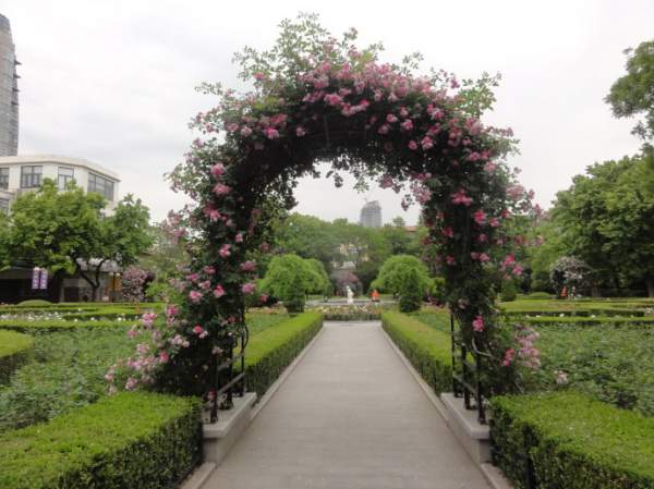 玫瑰花架 玫瑰花架