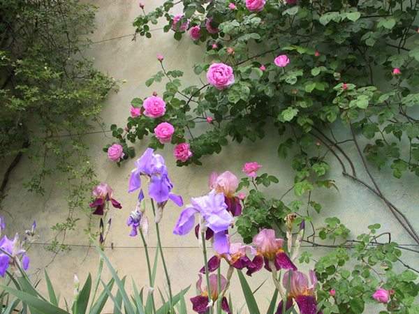 藤本月季花語(yǔ)是什么？