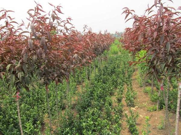 紅葉碧桃種植方法匯總！