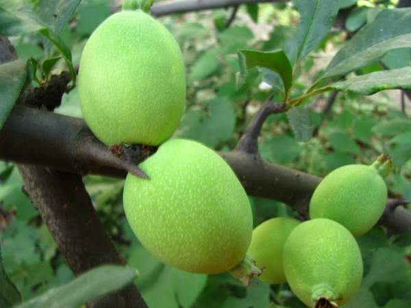 木瓜樹綠化、經(jīng)濟價值