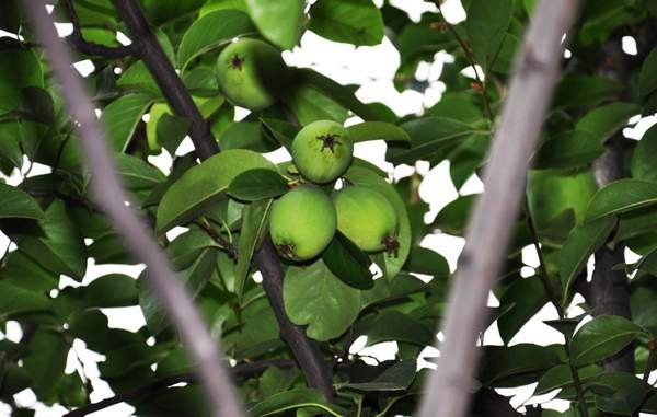 木瓜樹(shù) 木瓜樹(shù)