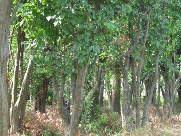 木瓜樹(shù) 木瓜樹(shù)