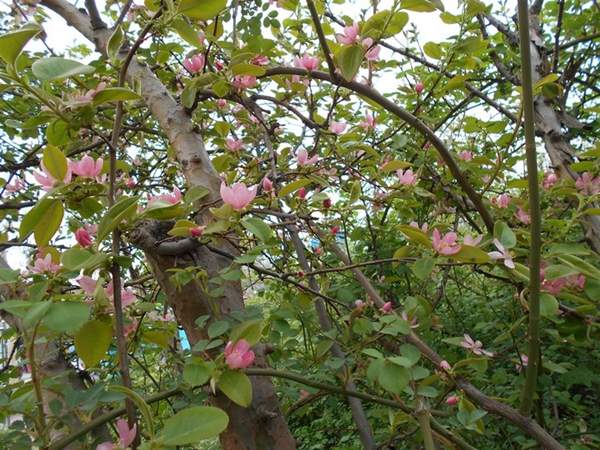 木瓜樹(shù) 木瓜樹(shù)