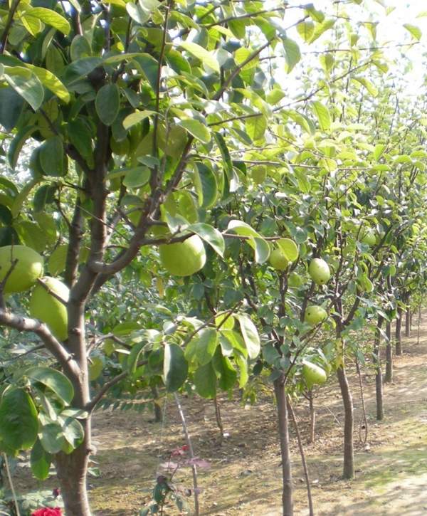 2016木瓜價(jià)格 2016木瓜價(jià)格