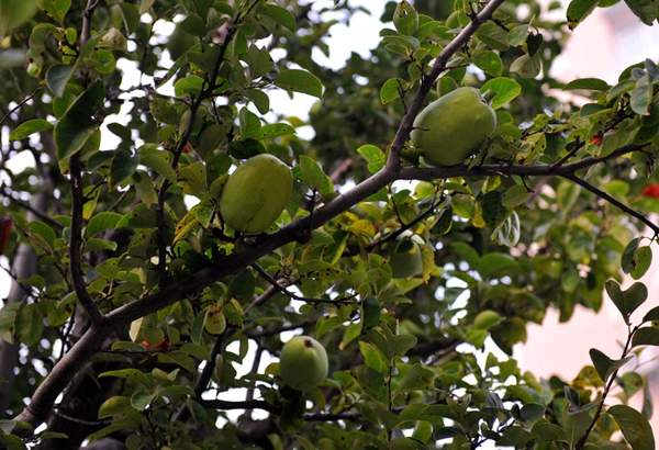 2016木瓜價(jià)格 2016木瓜價(jià)格