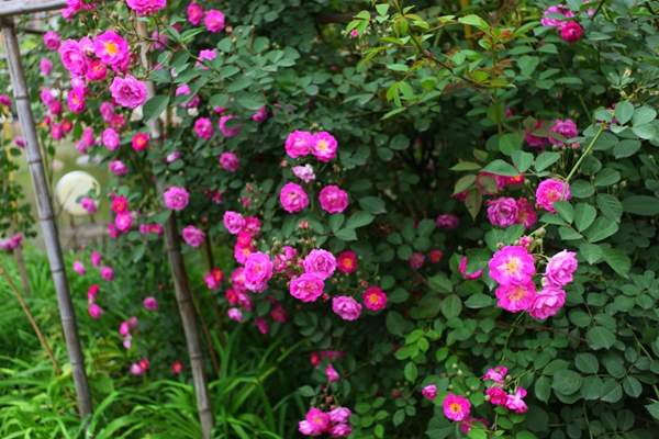 2016薔薇花多少錢一棵