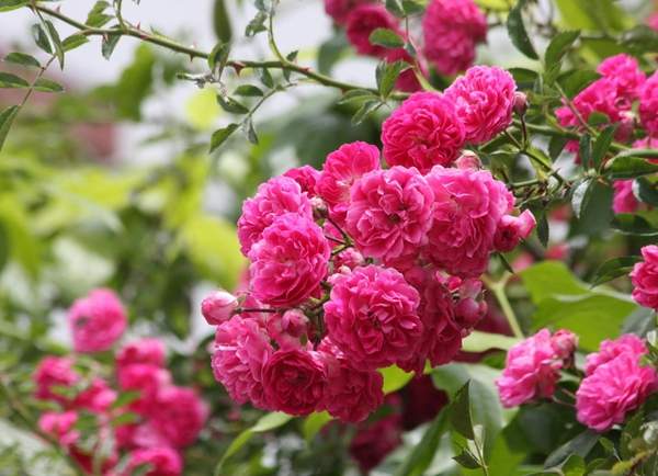 沭陽薔薇花 沭陽薔薇花