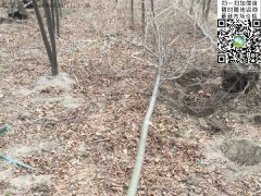 專家告訴你，為什么5公分櫸樹在園林界最暢銷