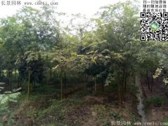 珍貴的紅櫸樹在我這，只珍不貴！