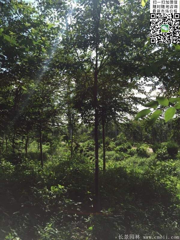 櫸樹哪里便宜？麻煩推薦一家大型，有誠信的單位！