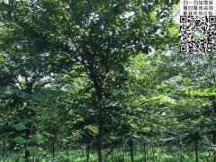 目前國內(nèi)櫸樹哪里最多，你一定不知