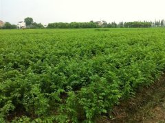 目前國內(nèi)哪里的櫸樹小苗多？