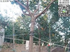 都是傲嬌的流蘇樹(shù)，只賣(mài)呆萌的價(jià)格