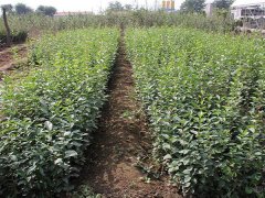 16年下半年流蘇樹(shù)價(jià)格走勢(shì)怎么樣，現(xiàn)價(jià)格在是多