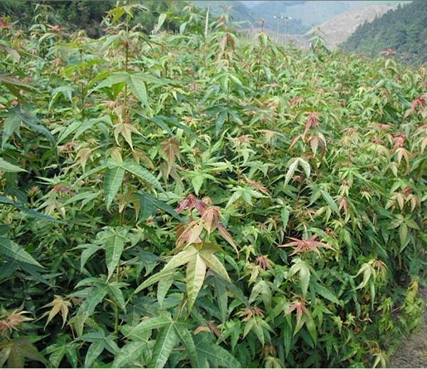 沭陽(yáng)青楓樹(shù) 沭陽(yáng)青楓樹(shù)