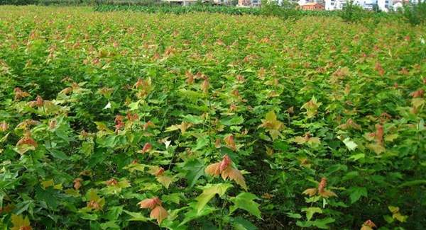 青楓樹(shù)修剪技術(shù)