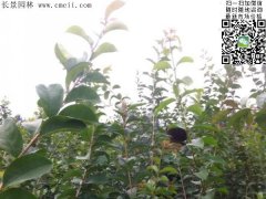 「內(nèi)部資料」行內(nèi)采購(gòu)流蘇樹(shù)報(bào)價(jià)單曝光！