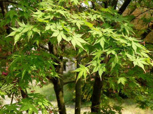 青楓樹(shù)銷售