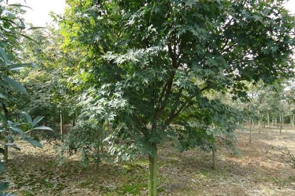 青楓樹珍貴 青楓樹珍貴