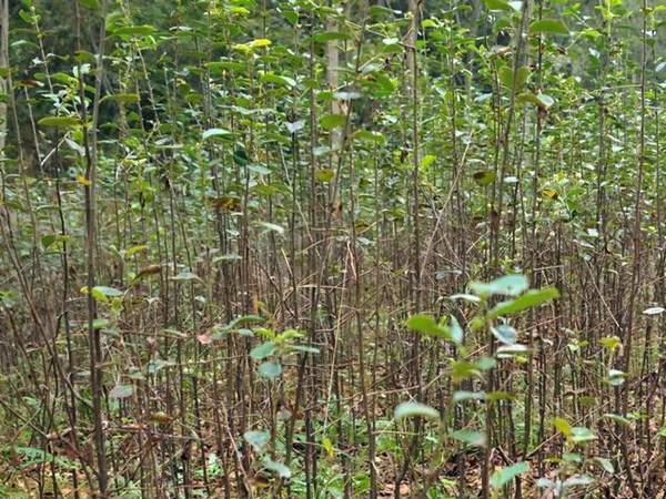 木瓜樹(shù)小苗