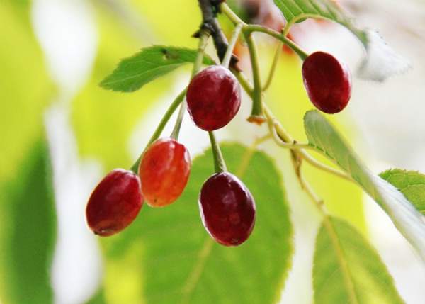 櫻花樹(shù) 櫻花樹(shù)