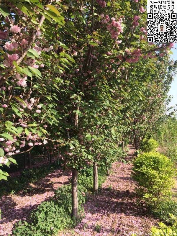 櫻花樹(shù) 櫻花樹(shù)