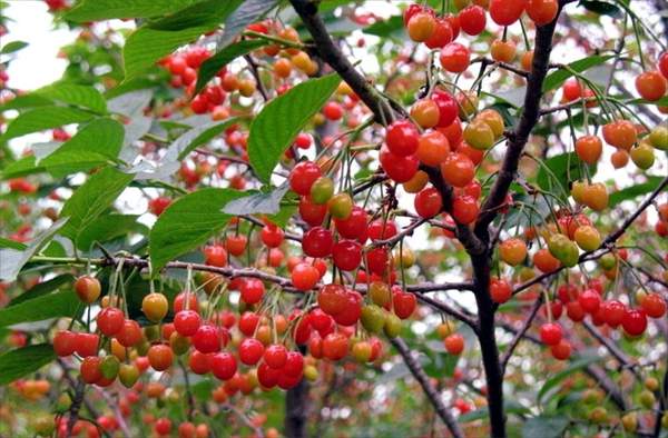 櫻桃樹(shù) 櫻桃樹(shù)