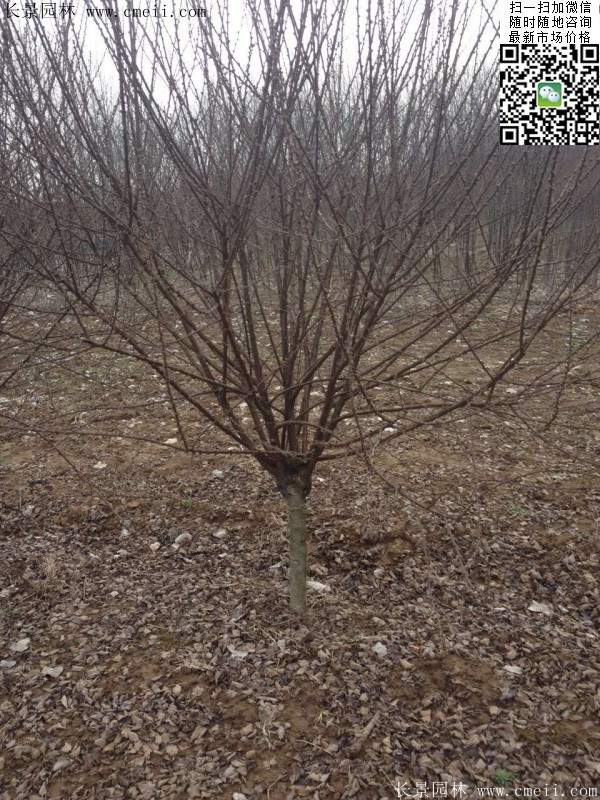 沭陽(yáng)榆葉梅