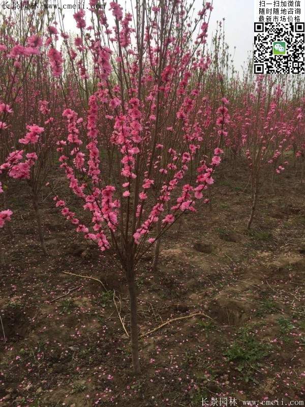 沭陽(yáng)榆葉梅