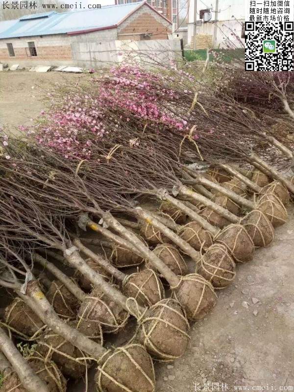 沭陽(yáng)榆葉梅的價(jià)格 沭陽(yáng)榆葉梅的價(jià)格