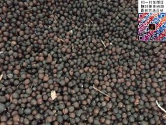 2020下半年最新欒樹籽多少錢一斤？