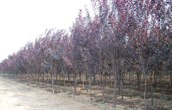 2016年紫葉李的價格 2016年紫葉李的價格