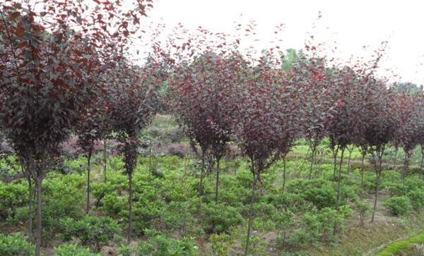 2016年紫葉李的價格 2016年紫葉李的價格