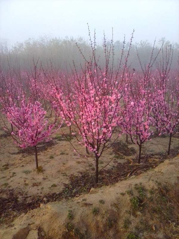 沭陽(yáng)榆葉梅規(guī)格 沭陽(yáng)榆葉梅規(guī)格