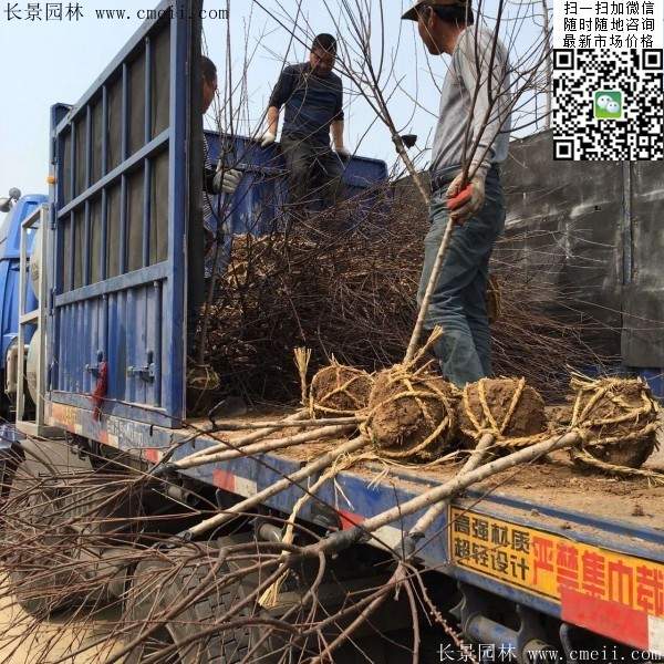 沭陽(yáng)榆葉梅規(guī)格 沭陽(yáng)榆葉梅規(guī)格