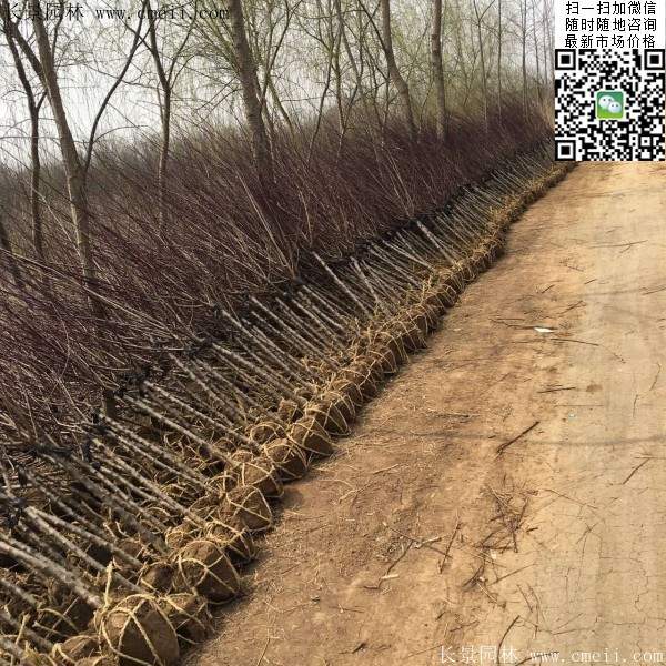 沭陽(yáng)榆葉梅規(guī)格 沭陽(yáng)榆葉梅規(guī)格