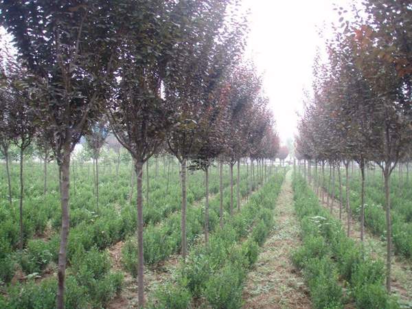 紫葉李基地 紫葉李基地