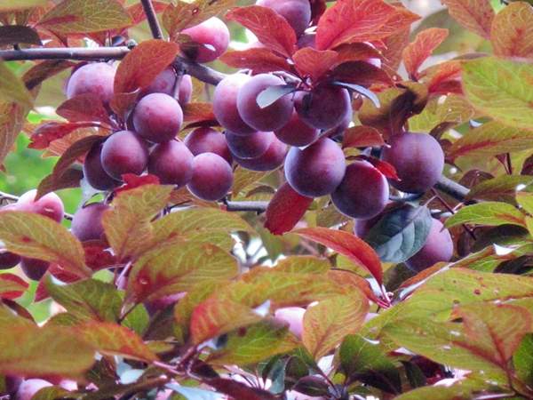 紫葉李的顏色 紫葉李的顏色