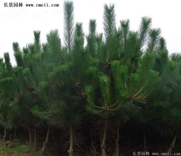沭陽黑松苗、黑松樹