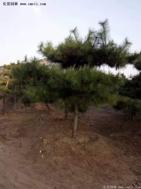 沭陽黑松苗、黑松樹