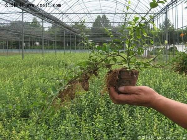 沭陽扶芳藤價格