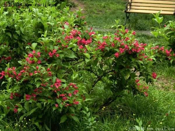 紅王子錦帶價格 紅王子錦帶價格