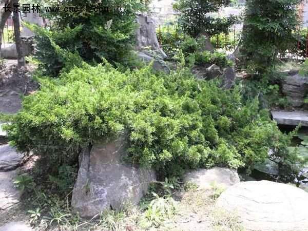 沭陽(yáng)的鋪地柏