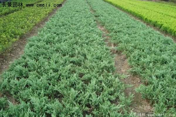 爬地柏基地照 爬地柏基地照